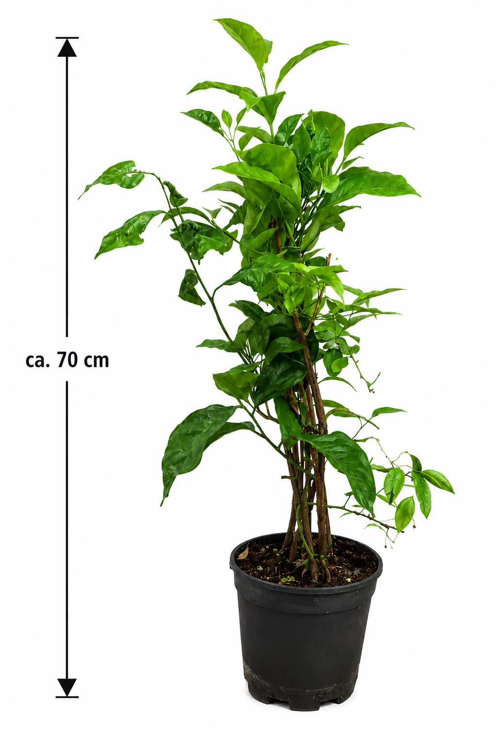 Amalfi Citrus Trio cca. 70 cm - Citron, kalamondin a kumquat na treláži / DOPRAVA ZDARMA