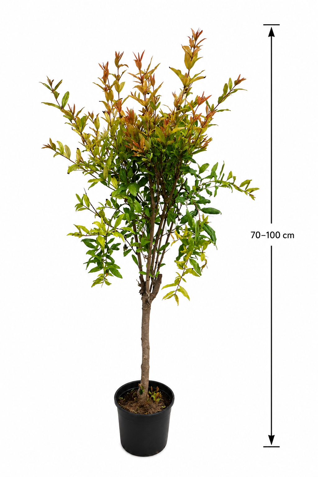 Punica Granatum Tendral de Valencia – Granatapfelbaum 70–100 cm – Mediterraner Granatapfel Strauch winterhart Kübelpflanze Obstbaum
