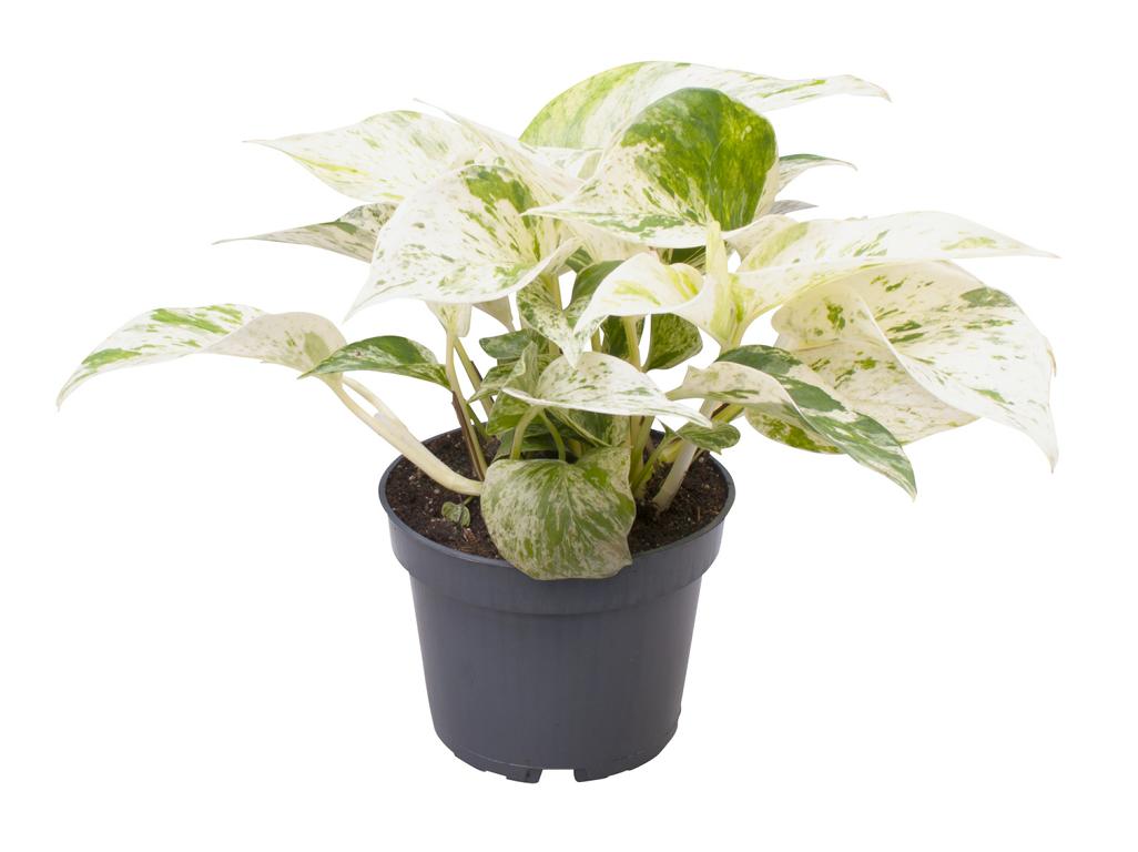 Epipremnum Pinnatum 'Marble Queen' – Pothos s mramorovými listy, cca. květináč 25 cm – 12 cm