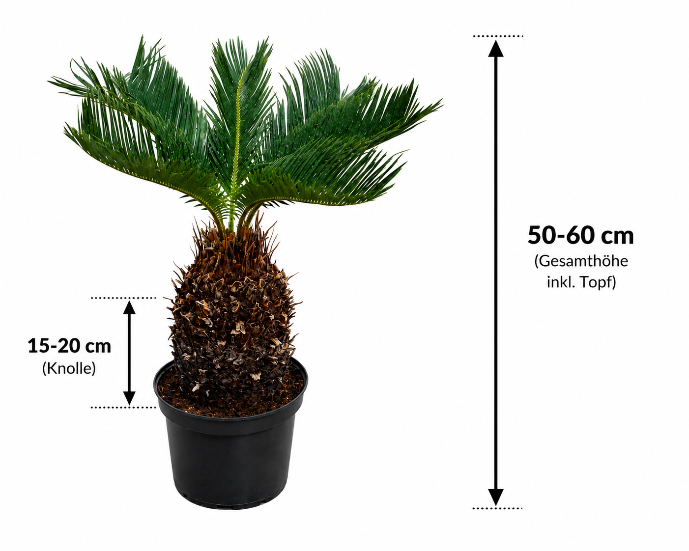 Palmfarn (Cycas revoluta) 50–60 cm – Japanischer Palmfarn mit 15–20 cm Knolle | Exotische Zimmerpflanze, Kübelpflanze & Wintergarten
