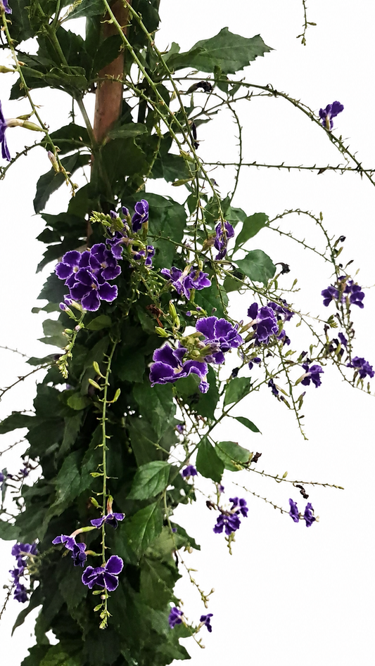 Duftende Himmelsblüte ‘Geisha Girl’ 100–150 cm – Duranta erecta, Taubenbeere mit lila Blüten, exotische Kübelpflanze