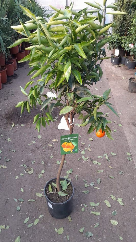 Klementinkový strom Citrus × clementina 130-170 cm – mrazuvzdorná klementinka do zahrady i do květináče