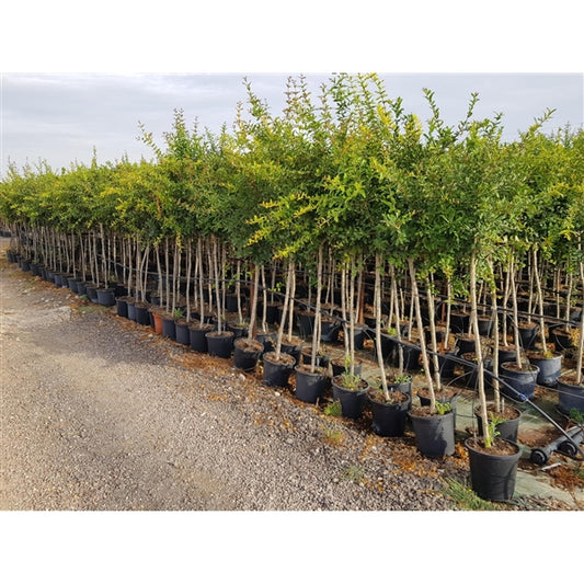 Granatapfelbaum ‘Tendral de Valencia’ (Punica granatum) – Obstbaum, essbare Granatäpfel – ca. 150–190 cm, winterhart im Kübel, mediterrane Pflanze für Garten & Terrasse