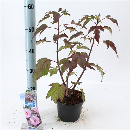 XXL Riesenhibiskus ‘Carousel Pink Candy’ – Hibiscus moscheutos | Winterharte Staudenhibiskus-Pflanze mit großen rosa Blüten