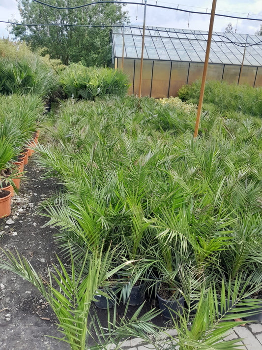 2 kusy 70-100 cm Phoenix canariensis datlovník Kanárský ostrov datlovník Kanárský ostrov silné palmy žádné mladé rostliny / DOPRAVA ZDARMA