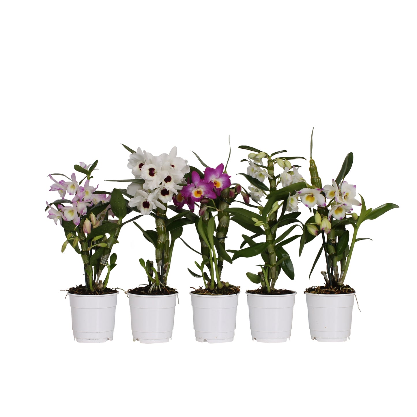 3 kusy Dendrobium Nobile - bambusová orchidej | Exotická pokojová rostlina do domácnosti, nenáročná na péči a kvetoucí – ideální pro milovníky orchidejí