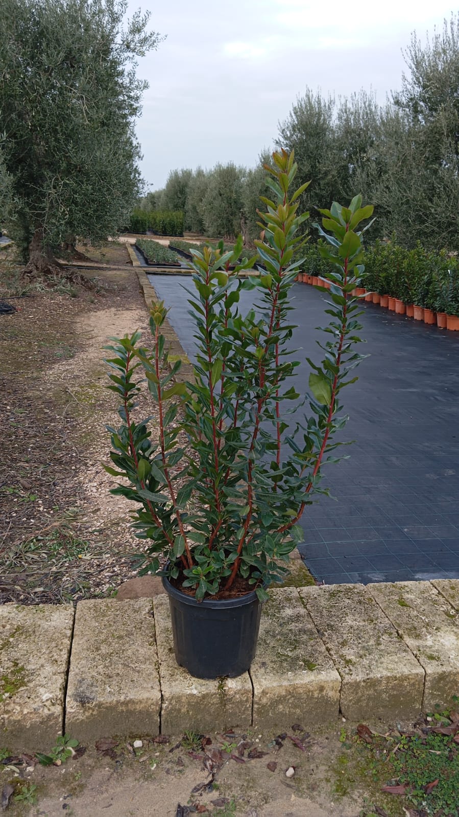 Arbutus Unedo (jahodový strom) – Corbezzolo, cca. 140 cm / P30 – Dekorativní rostlina do zahrady a na terasu