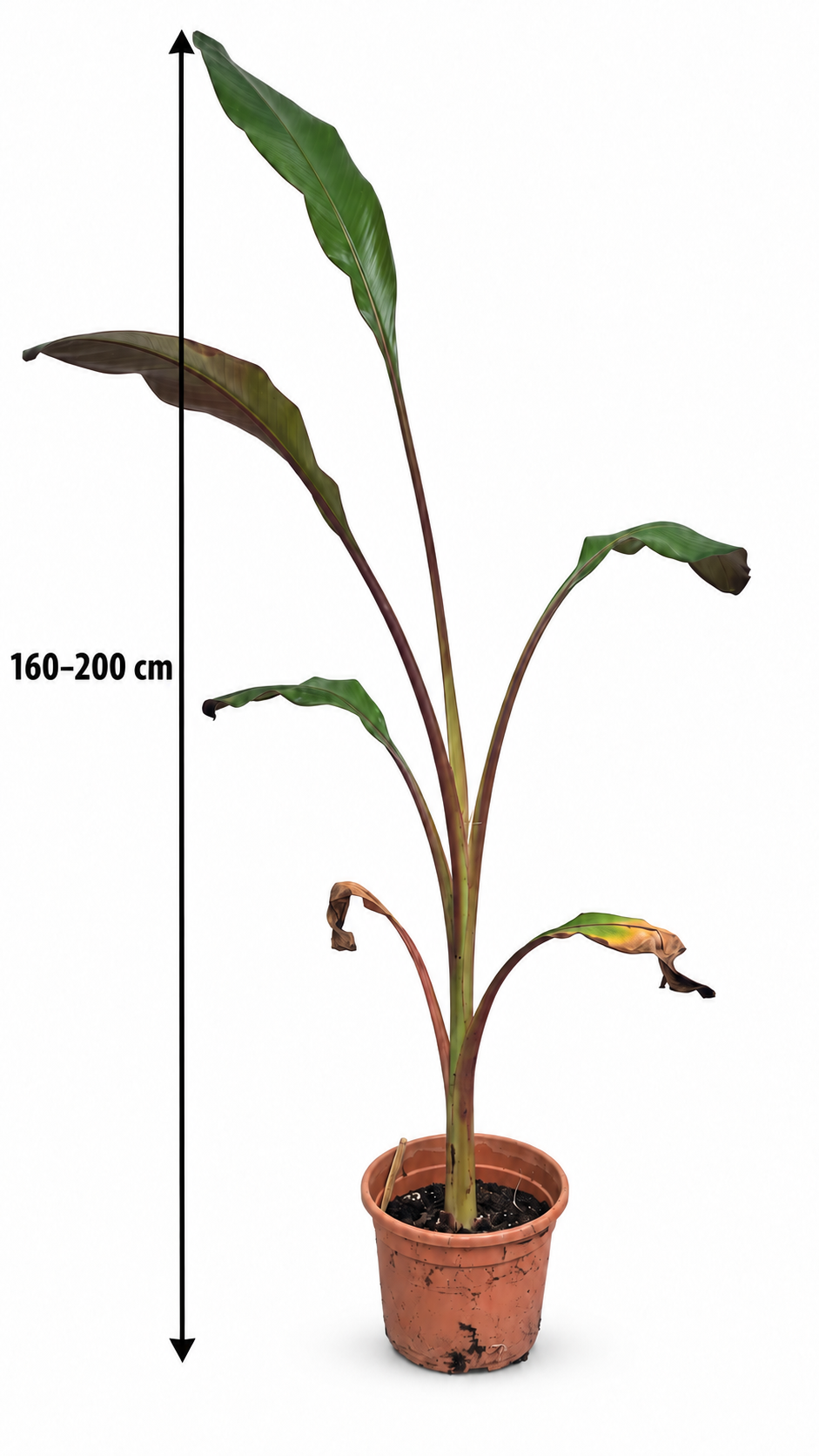 Rote Zierbanane ‘Maurelii’ 160–200 cm – Ensete ventricosum, Abessinische Banane für Terrasse und Wintergarten