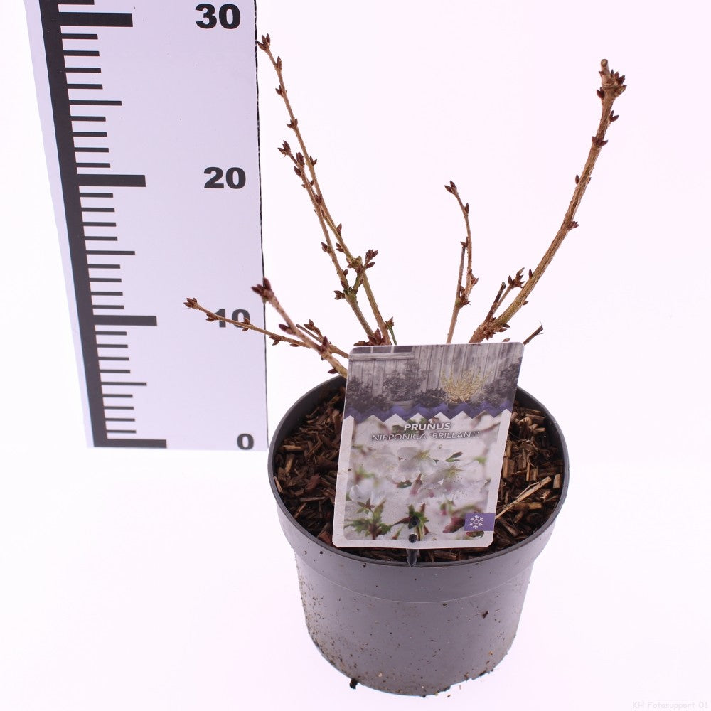 Prunus kurilensis 'Brillant' – Zwergkirsche / Kurilenkirsche 40-60 cm – Ideal für den Garten