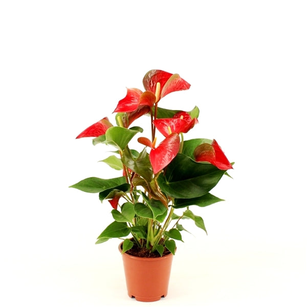 Rote Flamingoblume (Anthurium andraeanum 'Red Bull') – Exotische Zimmerpflanze, 50-60 cm, langlebig & pflegeleich