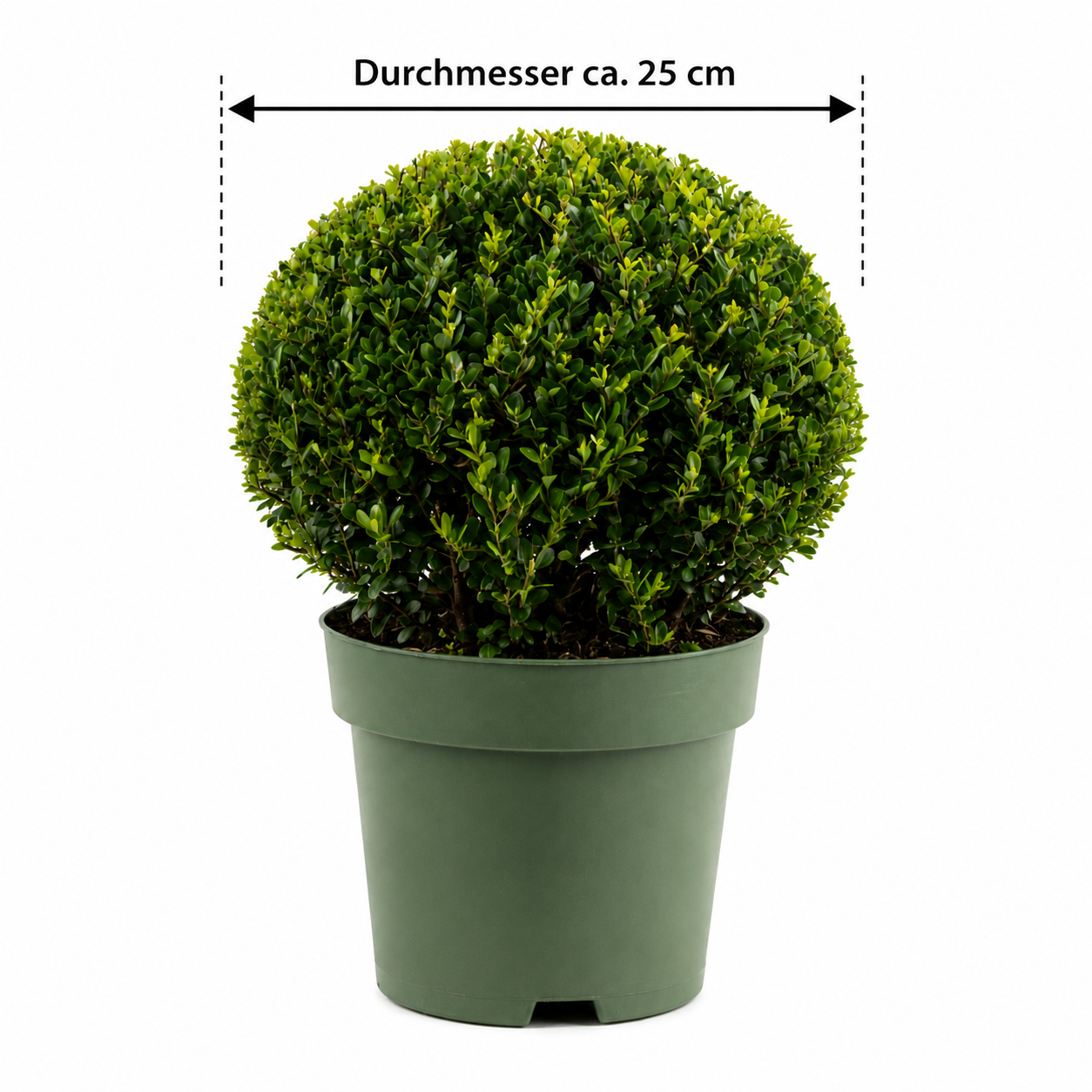 Ilex crenata 'Jenny Kugel' Ø ca. 25 cm – Japanische Stechpalme Kugel | Buchsbaum-Ersatz | Immergrüne Heckenpflanze