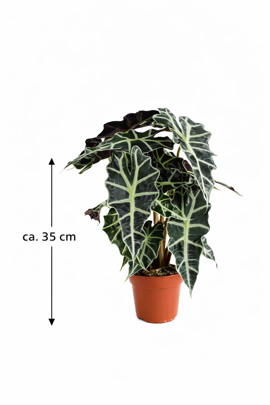 Alocasia polly 35 cm šípovitý list sloní ucho tropický kořen