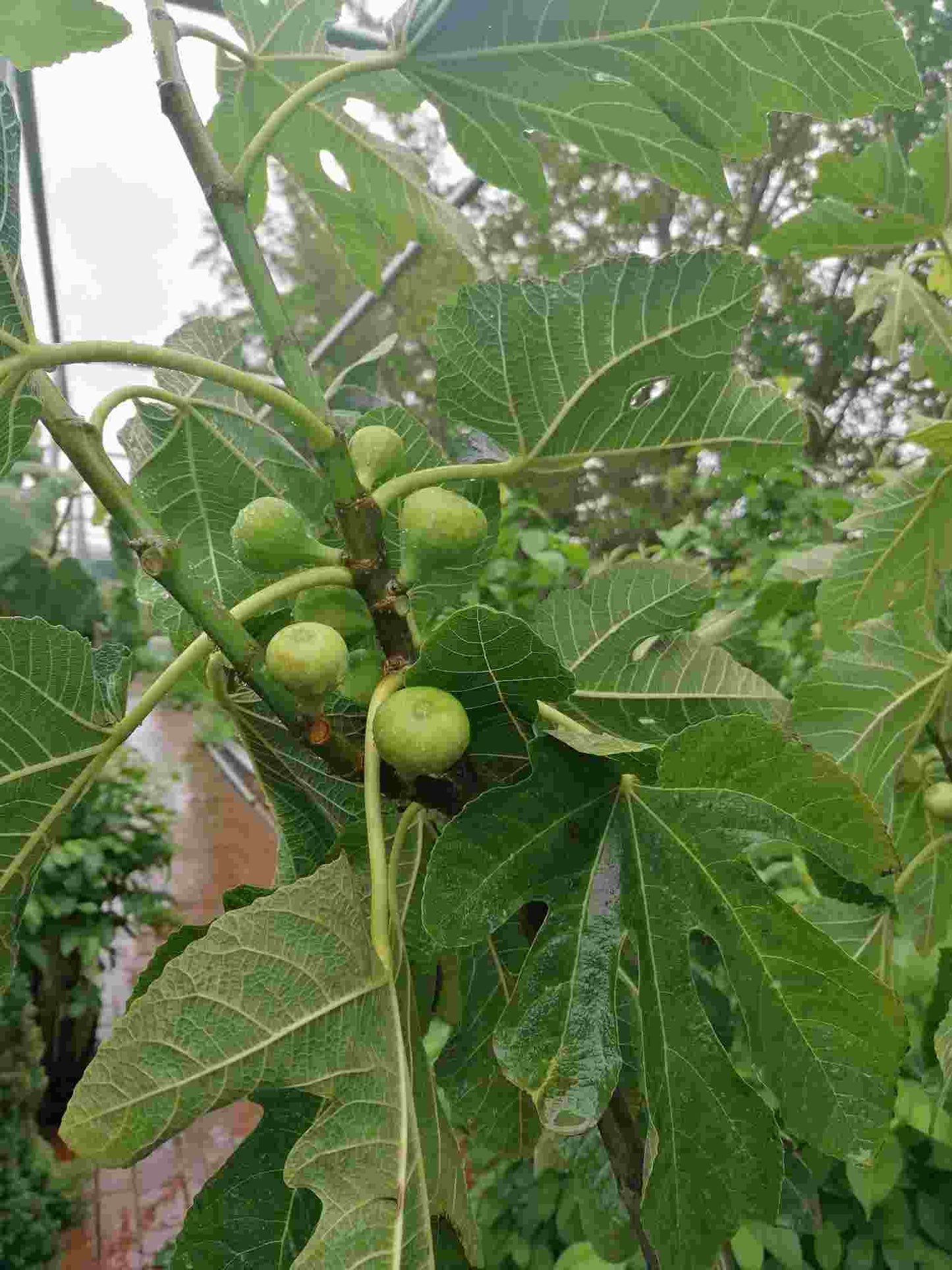 Feige Napolitana Baum 160-200 cm - Ficus carica -kräftiger Stamm - Feigenbaum