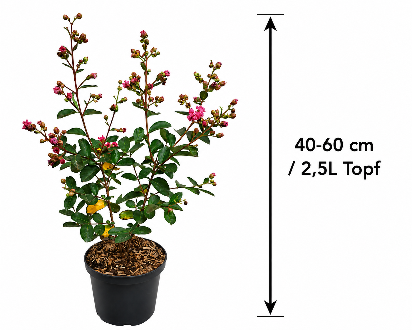 Lagerstroemia indica Purple 40–60 cm – Violette Kreppmyrte im 2,5-Liter-Topf – Flieder des Südens für Garten und Kübel