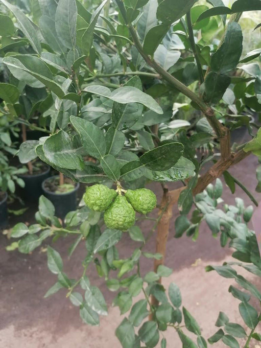 Kaffir-Limette 140-180 cm Citrus Hystrix Kaffir Lime Kaffernlimette Papeda Combava