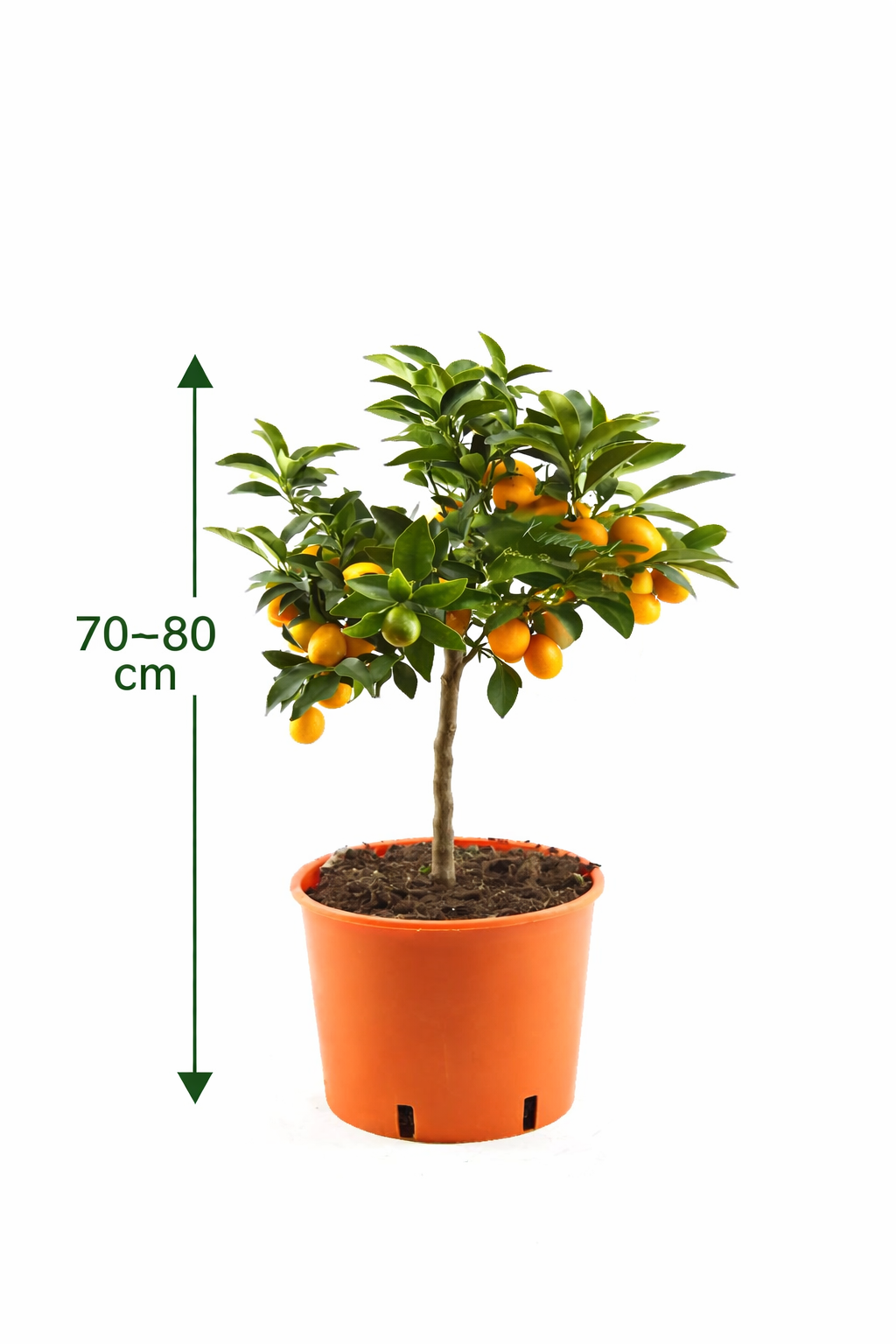 Kumquat Pflanze 70–80 cm – Fortunella margarita Zitrusbaum | Zwergorange Citrus Zimmerpflanze winterhart bedingt