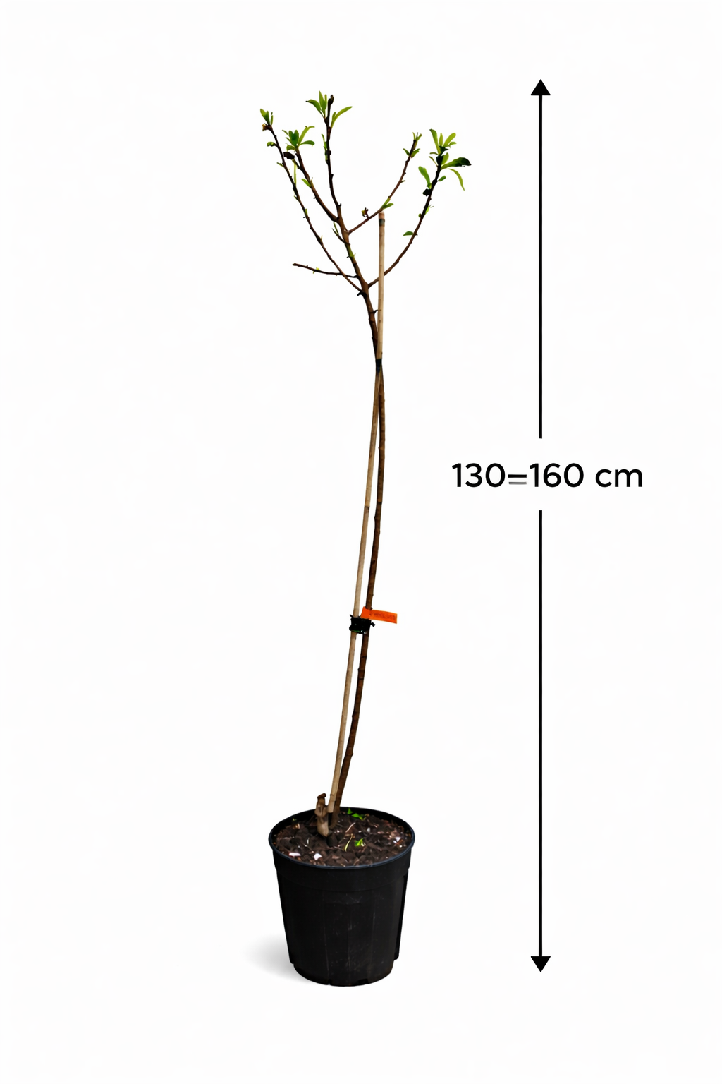 Plattpfirsich Tabacchiera - Prunus Persica - Flachpfirsichbaum / Tellerpfirsich | Obstbaum 100–140 cm