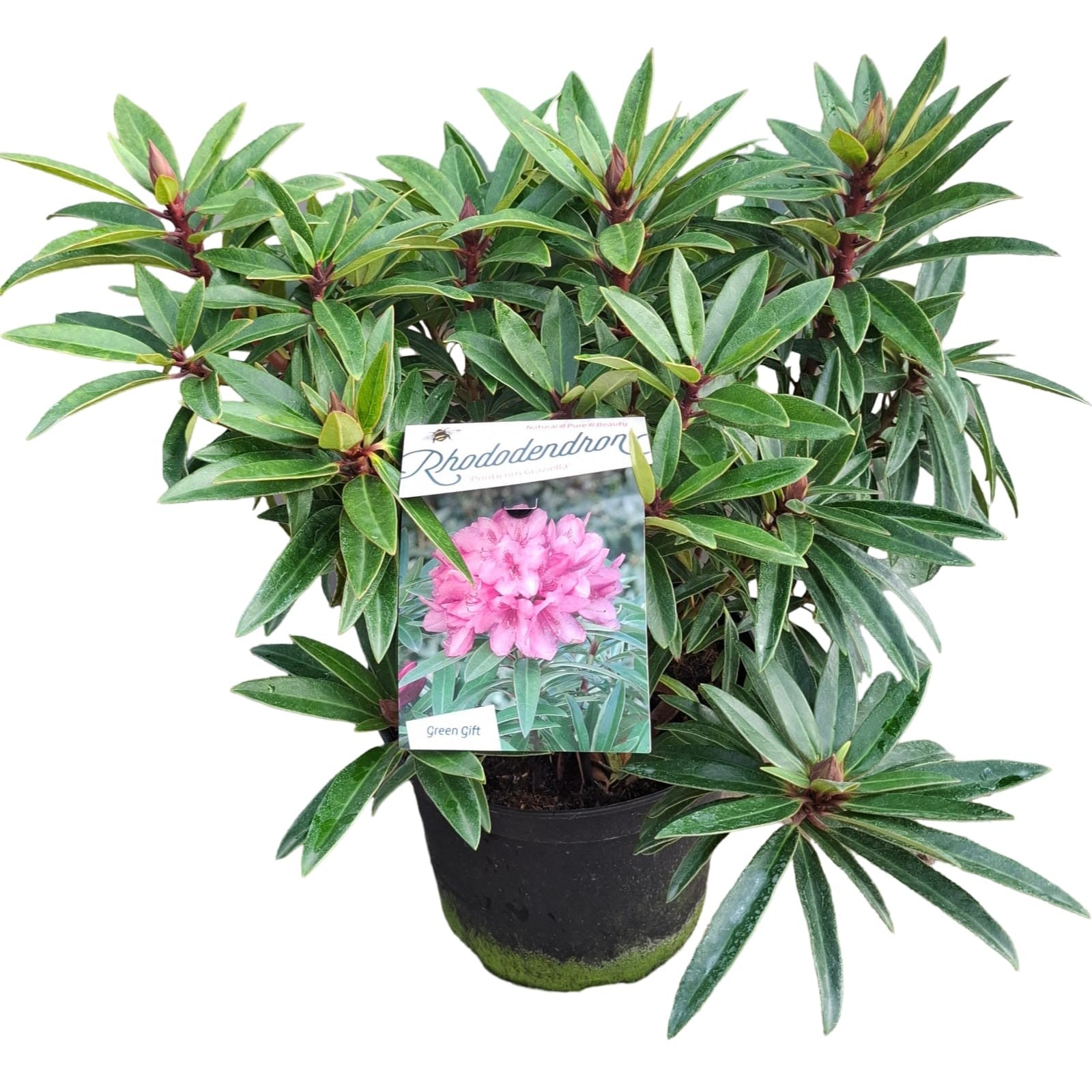 Zwerg-Rhododendron 'Graziella' – Rhododendron ponticum, ca. 50 cm