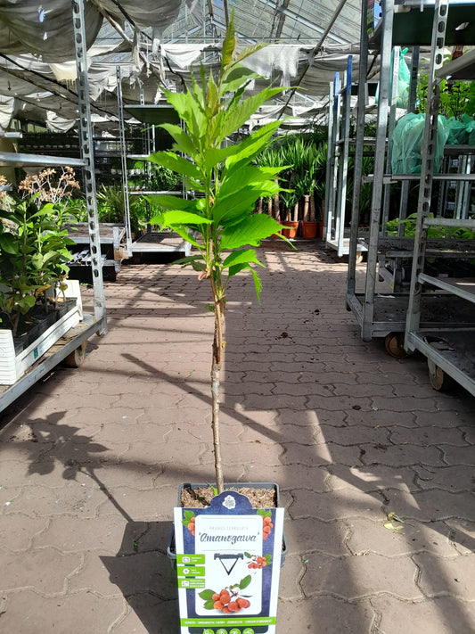 Japanische Säulenkirsche 'Amanogawa' - Prunus serrulata 'Amanogawa 100-120 cm