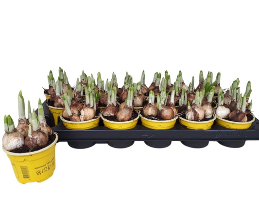 Narzissen Tête-à-Tête im 9 cm Topf - Osterglocken Frühlingserwachen für dein Zuhause