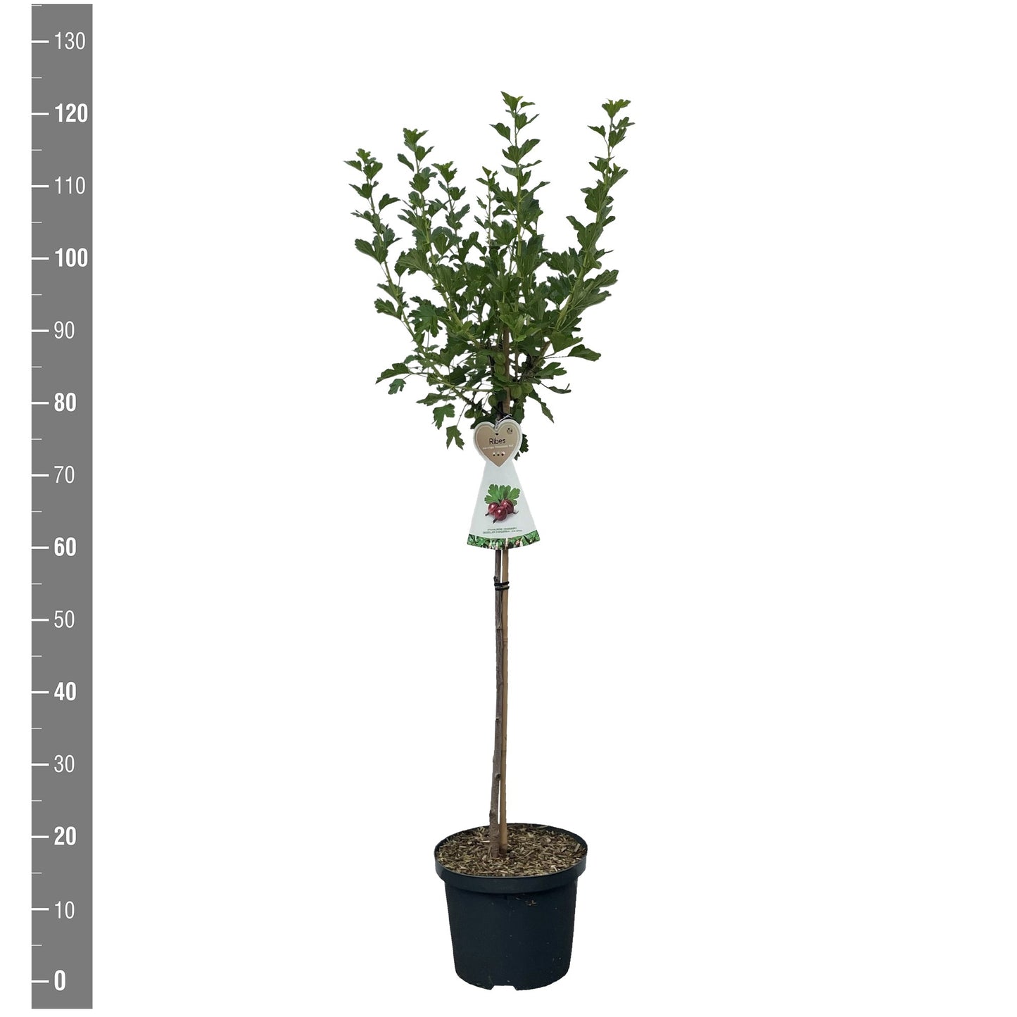 Stachellose Stachelbeere 'Captivator' 100-120 cm – Süße, rote Beeren | Ribes uva-crispa kaufen
