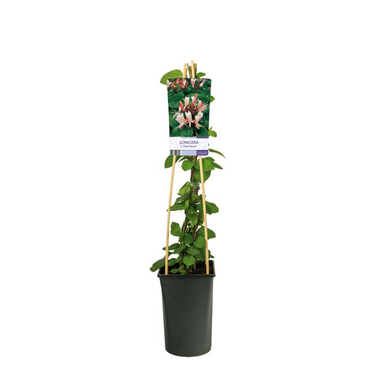 Echtes Geißblatt Jelängerjelieber Red World – Duftende Kletterpflanze Lonicera japonica 30–50 cm