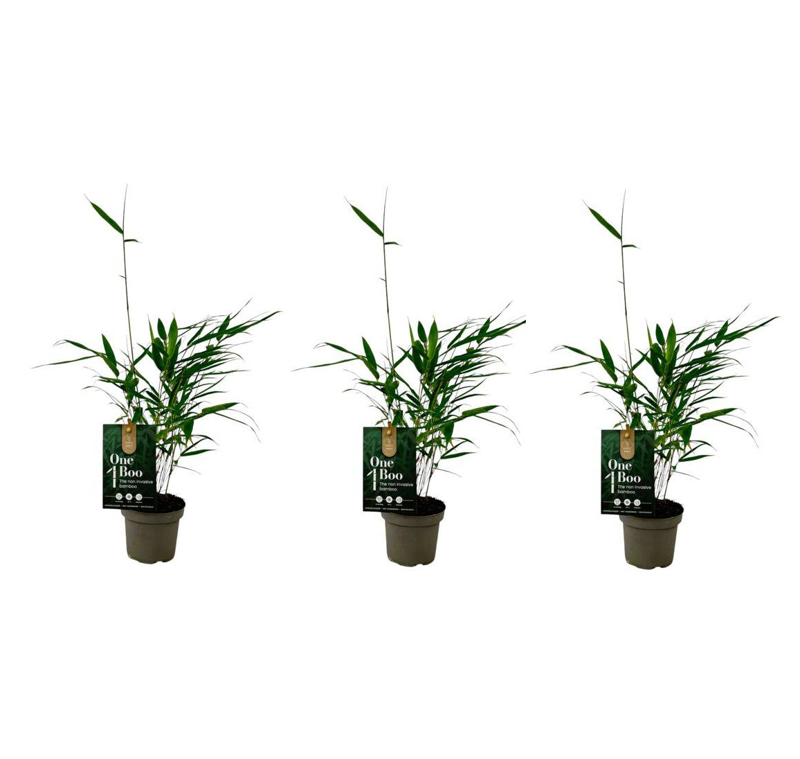 Fargesia Robusta Pingwu – robustní zahradní bambus, cca. 30 cm | Zimovzdorná zástěna na ochranu soukromí pro vaši zahradu