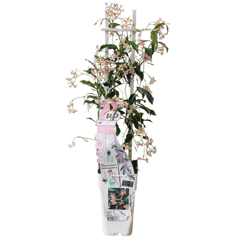 Sternjasmin ‚Star of Ibiza‘ 60-80 cm – Immergrüner Duftjasmin für Garten & Balkon