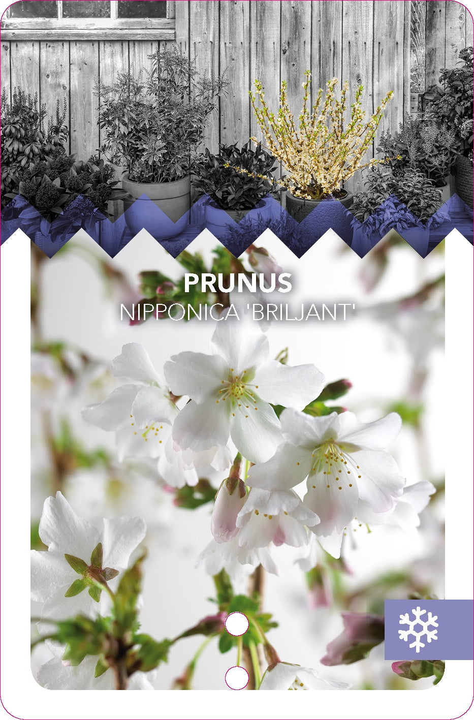 Prunus incisa 'Yamadei' - Geschlitzte Kirsche (40-60 cm) | Japanische Zierkirsche für Garten & Terrasse