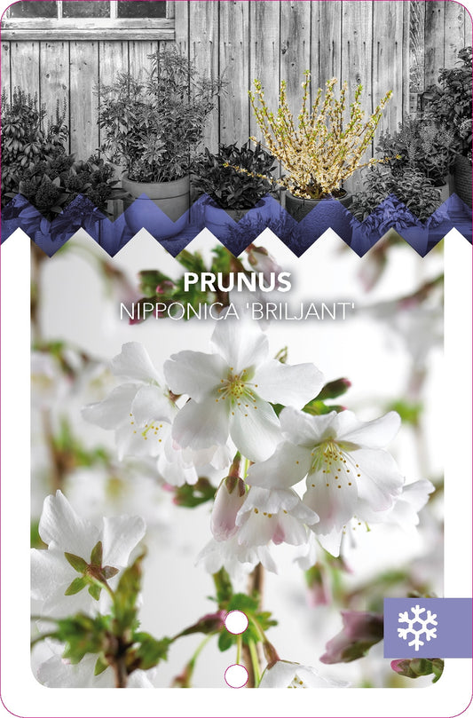 Prunus incisa 'Yamadei' - Geschlitzte Kirsche (40-60 cm) | Japanische Zierkirsche für Garten & Terrasse