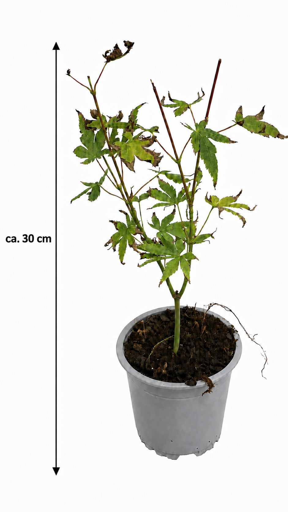 Acer palmatum ‘Seiryu’ ca. 30 cm – Japanischer Fächerahorn, grüner Schlitzahorn für Garten und Kübel