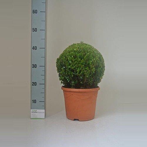 Průměr koule z buxusu cca. 35 cm – Vždyzelený Buxus sempervirens pro zahradu a dekoraci