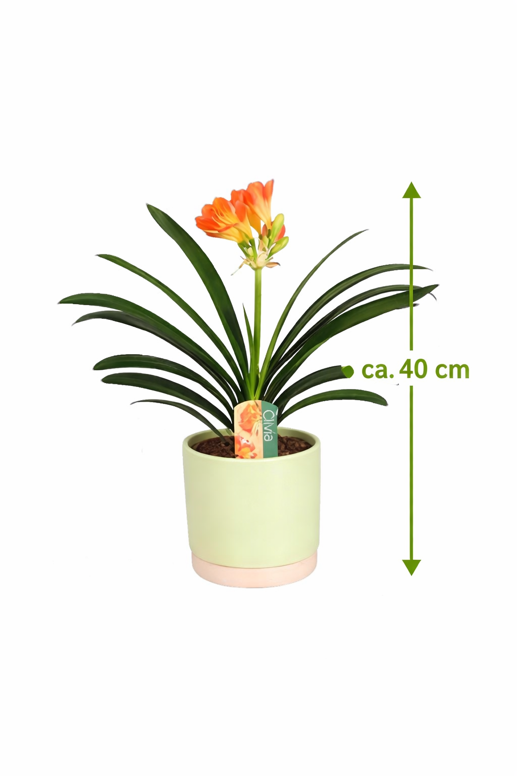 Clivia miniata - Klívie řemínková - Pokojová rostlina - Listnatá rostlina