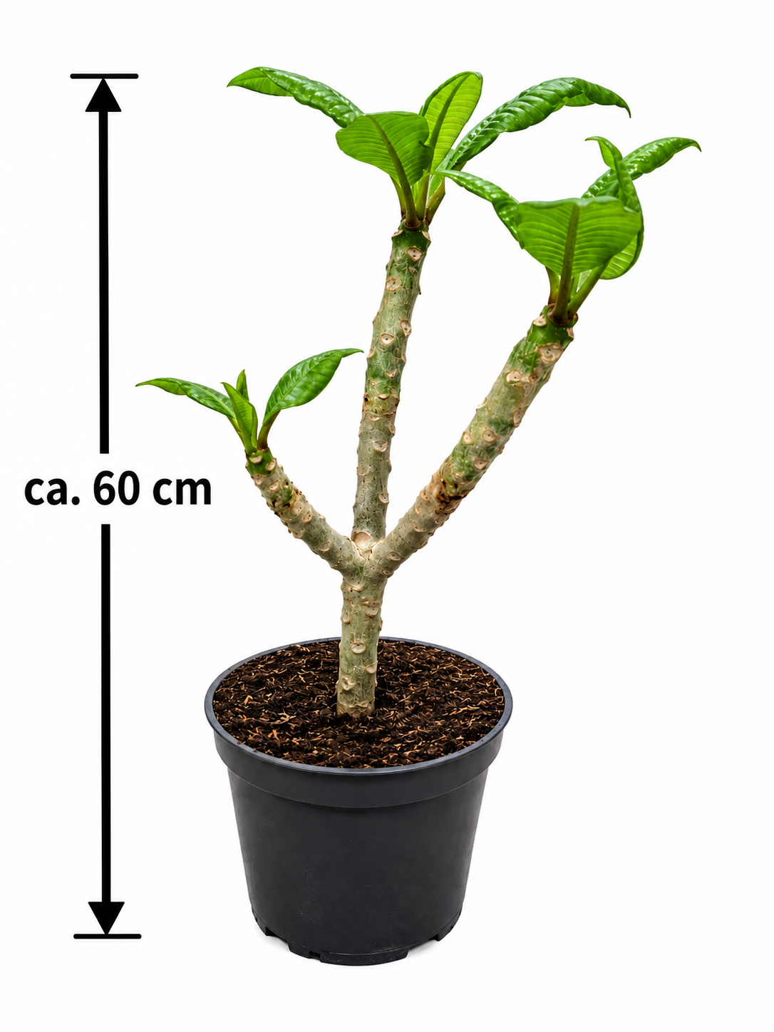 Plumeria rubra Hawaiian ca. 60 cm – Frangipani, Tempelbaum und tropische Duftblume für Wintergarten und Terrasse
