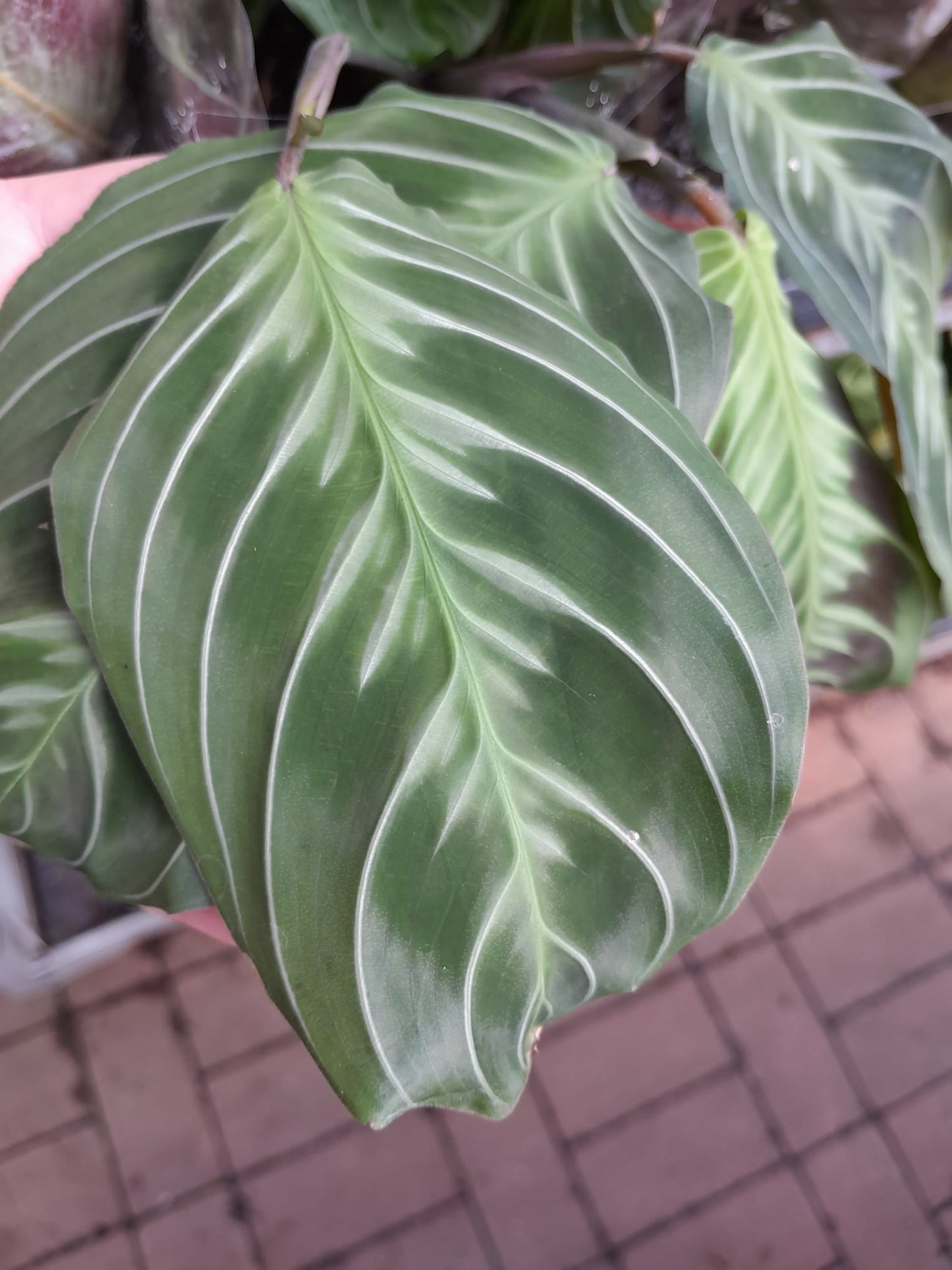 Maranta leuconeura 'Exclusive Dark' ca. 30 cm Pfeilwurz - Zimmerpflanze - Grünpflanze