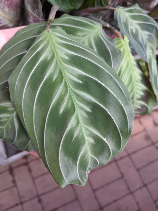 Maranta leuconeura 'Exclusive Dark' cca. 30 cm Arova kořen - Pokojová rostlina - Listnatá rostlina