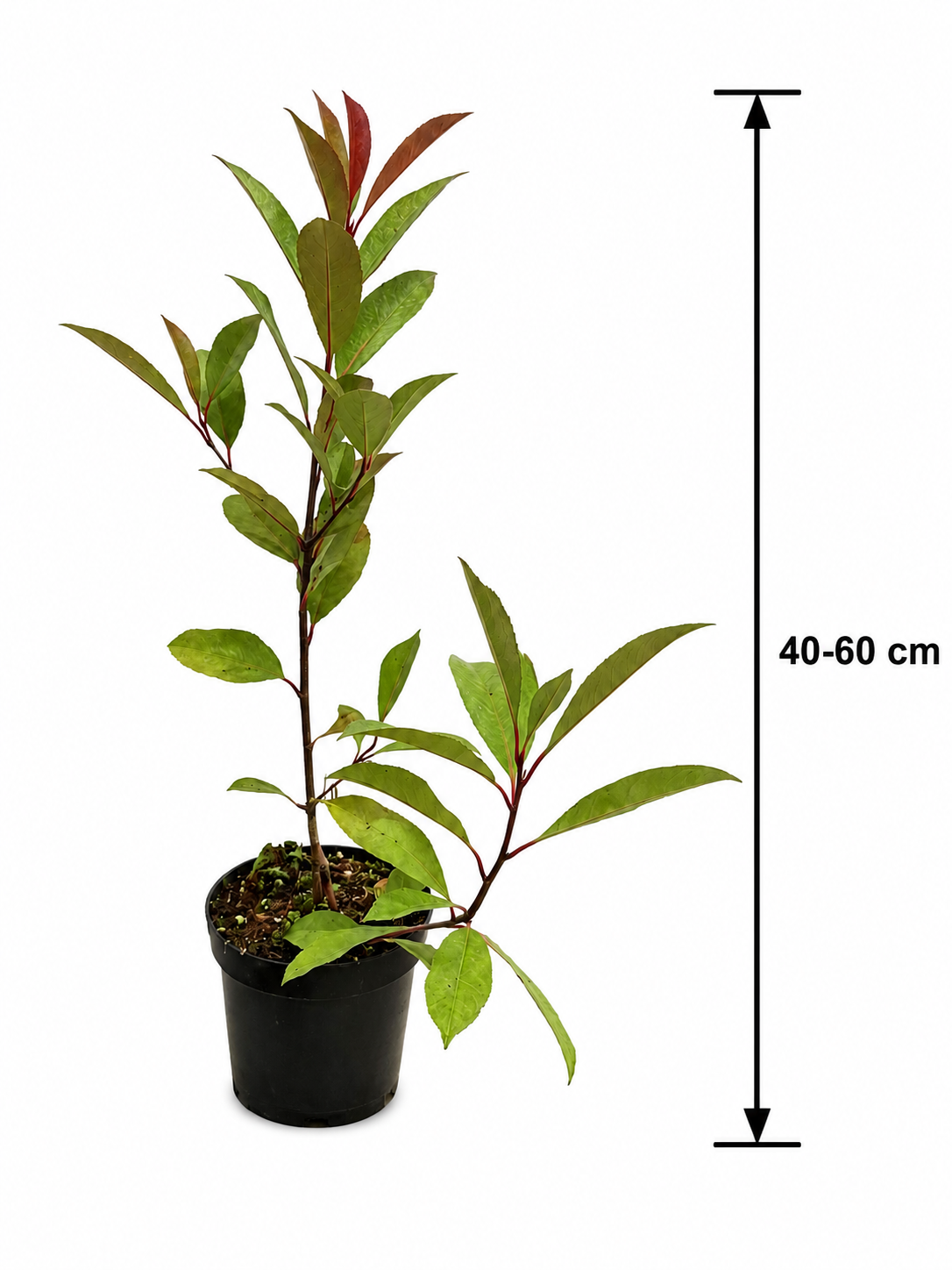 Rote Glanzmispel Red Robin 40–60 cm – Immergrüne Heckenpflanze, Photinia fraseri, winterhart, rote Austriebe