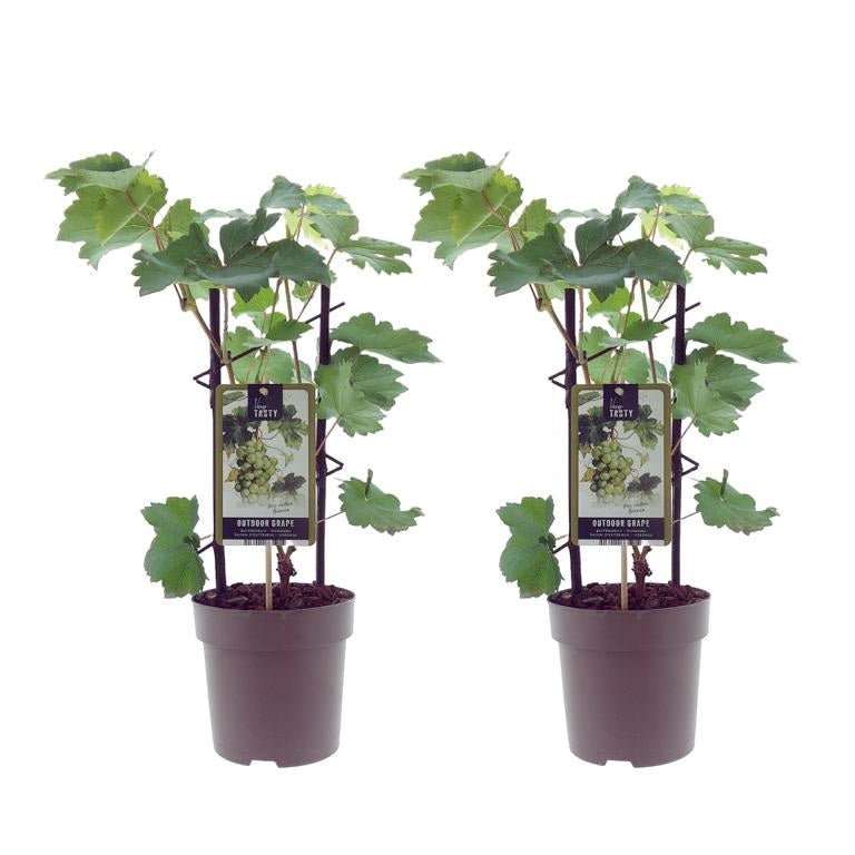 2 révy vinné 'Bianca' – Vitis vinifera | Stolní hrozny bílé | Odolný, produktivní, robustní | 30–50 cm včetně květináče o průměru 12 cm