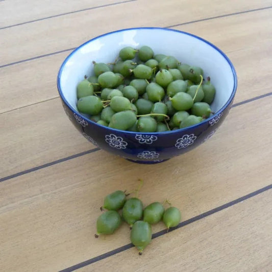 Kiwi-Pflanze Actinidia arguta 'Issai' – Selbstfruchtende Mini-Kiwi, winterhart, 160–200 cm Höhe inkl. Topf