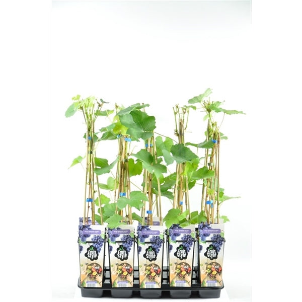 Vitis 'Boskoop Glory' – Blaue Tafeltraube | Winterharte Weinrebe | Traubenpflanze 50–70 cm | Süße kernarme Weintrauben für Garten & Terrasse