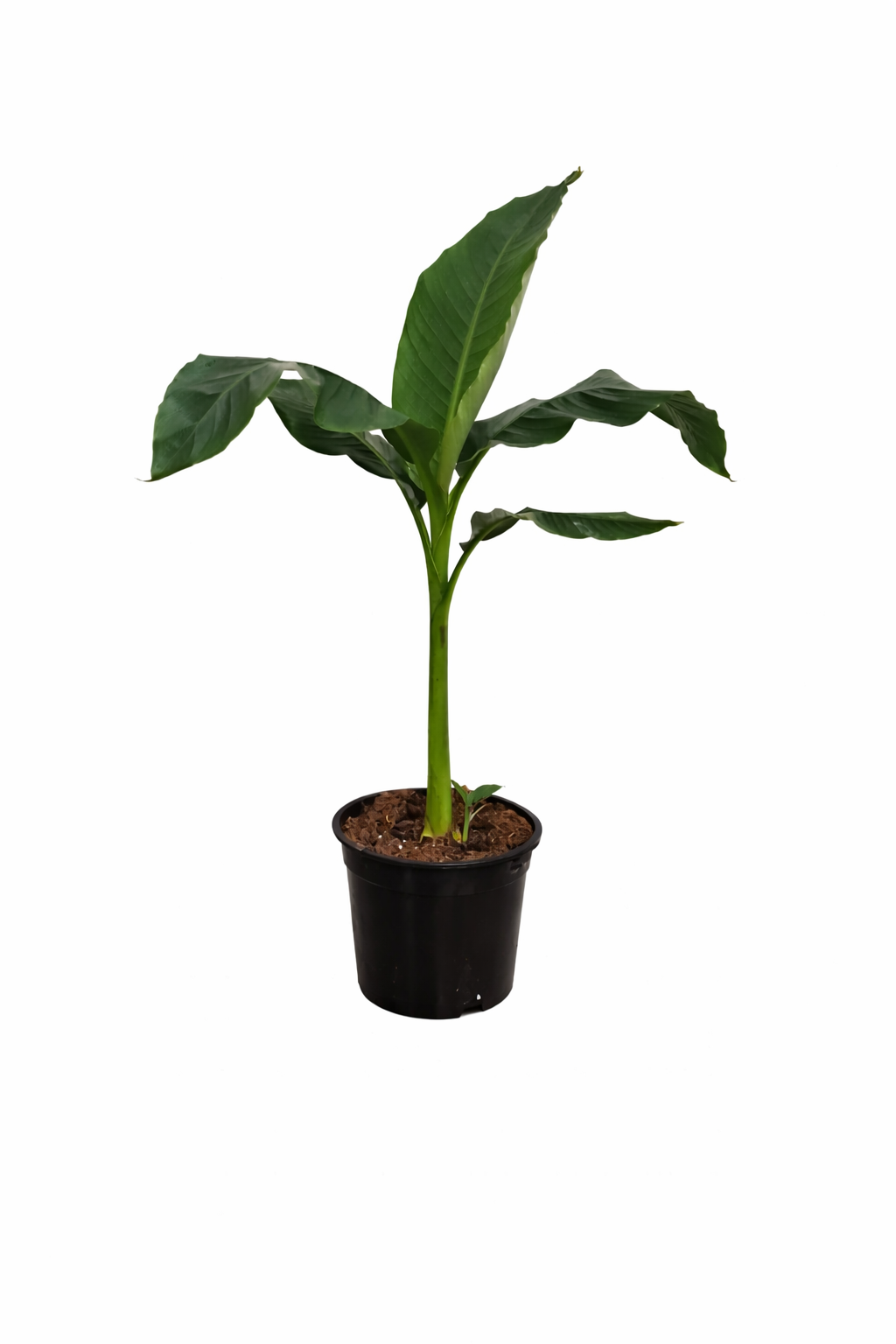 Musa Basjoo Winterharte Banane 100-140 cm Bananenpflanze winterfest schnell wachsend Gartenpalme