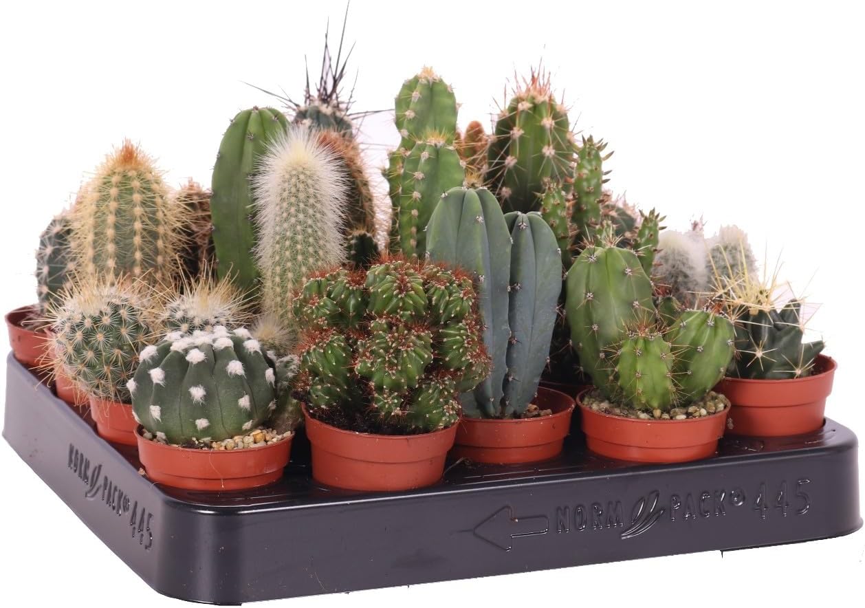 Mini Kakteen Set 10 Pflanzen 10–15 cm – Kaktus Zimmerpflanzen im Topf –  Blumen-Senf®