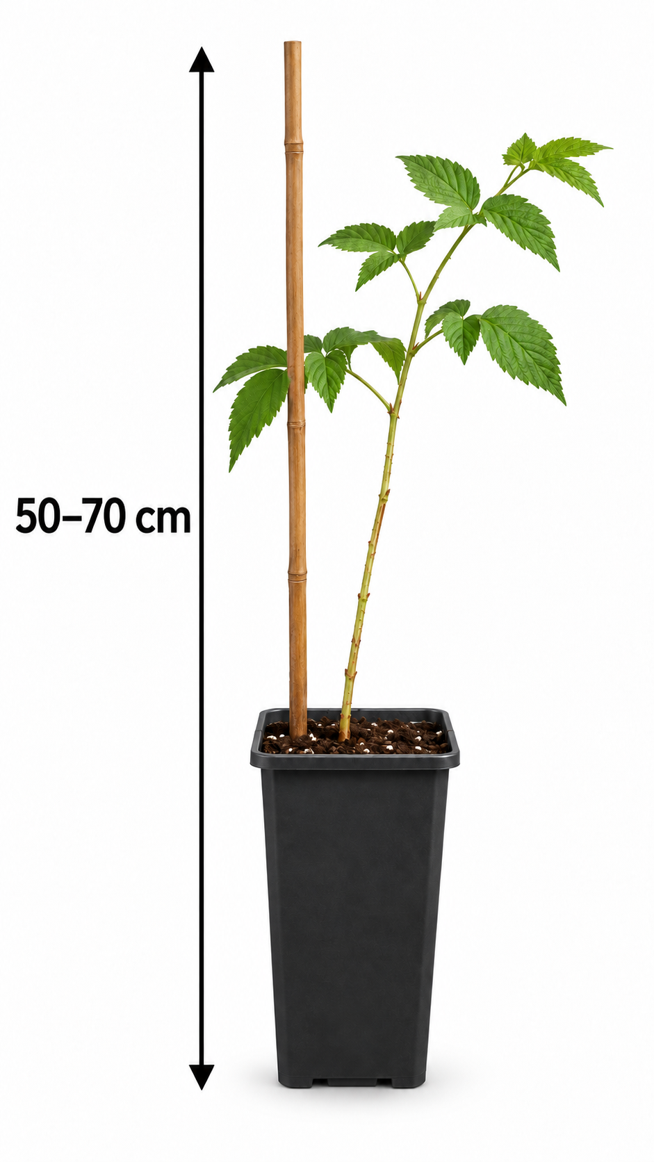 Himbeere ‘Tulameen’ 50–70 cm – Rubus idaeus Sommerhimbeere mit aromatischen Früchten