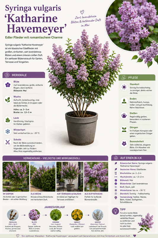 Syringa vulgaris Katharine Havemeyer Flieder ca. 100 cm Edel-Flieder Duftflieder Gartenpflanze