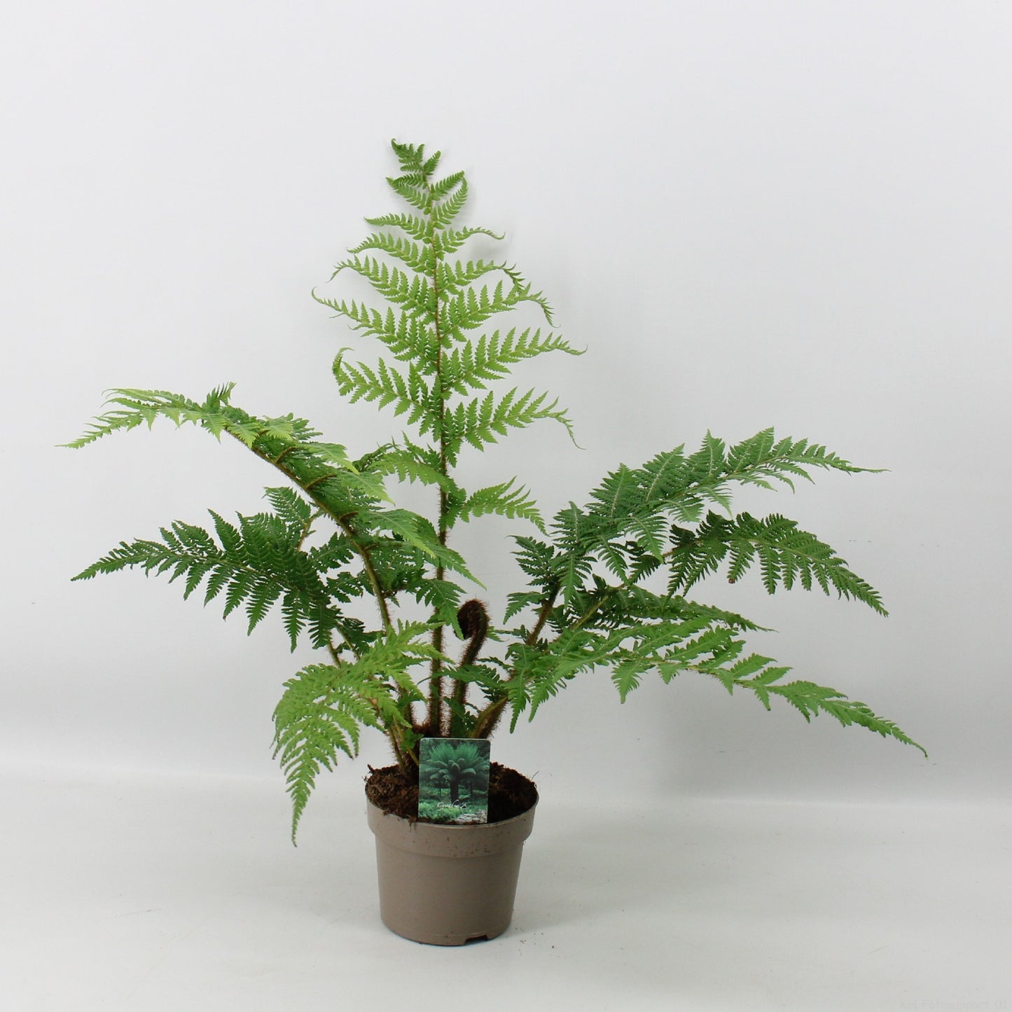 Cyathea australis cca. 40 cm australská stromová kapradina - rychle rostoucí a velká stromová kapradina