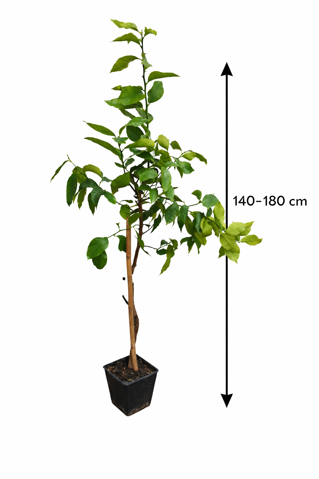 Kafrová limetka 140-180 cm Citrus Hystrix Kafrová limetka Kafrová limetka Papeda Combava