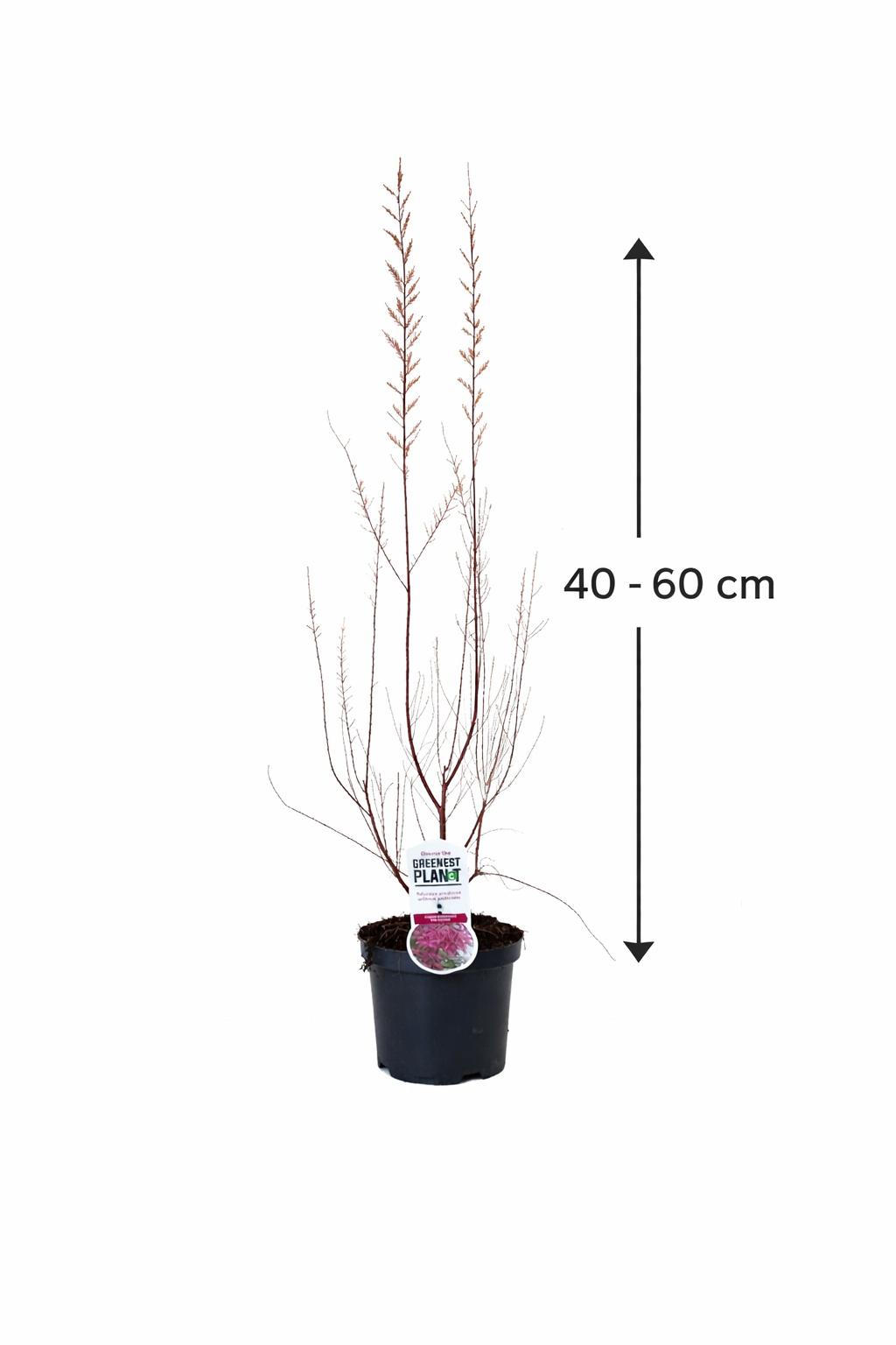 Tamariske Pink Cascade 40–60 cm – Tamarix ramosissima Zierstrauch winterhart rosa Blüten Topf 19 cm trockenheitsresistent