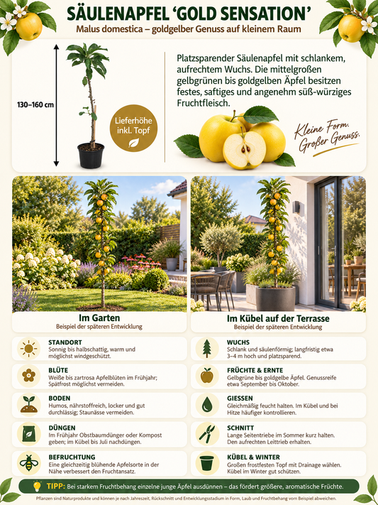Säulenapfel ‘Gold Sensation’ 130–160 cm – Malus domestica, kompakter Apfelbaum für Garten, Balkon und Kübel