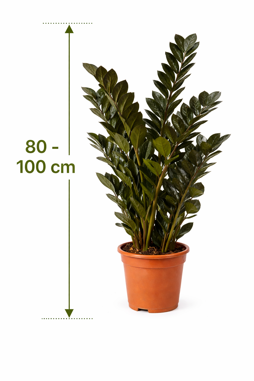 Zamioculcas Raven 80–100 cm – Schwarze Glücksfeder Zimmerpflanze | Zamioculcas zamiifolia Raven