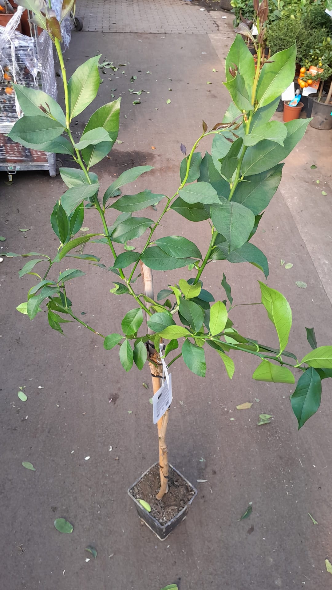 Zitronenbaum Citrus limon 'Eureka' (120-160 cm) – Immergrüner Obstbaum für Balkon, Terrasse & Garten